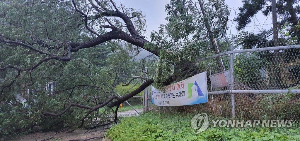 巴威台风预警最新情况及全面解析与应对策略