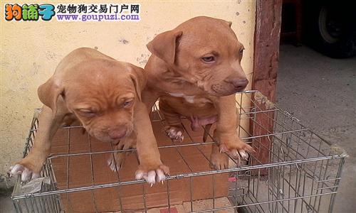 最新比特犬交易信息，巷弄深处的独特邅逅
